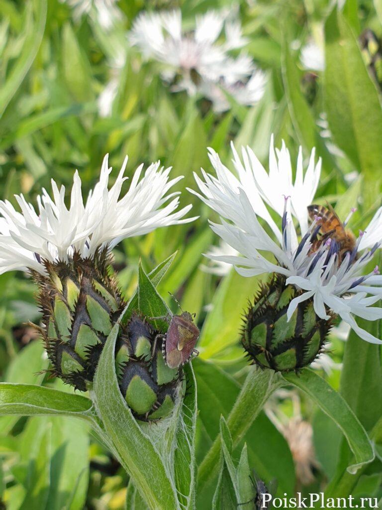 centaurea-montana-alba-hairy-shield-bug-honey-bee-may_d5af596ca0