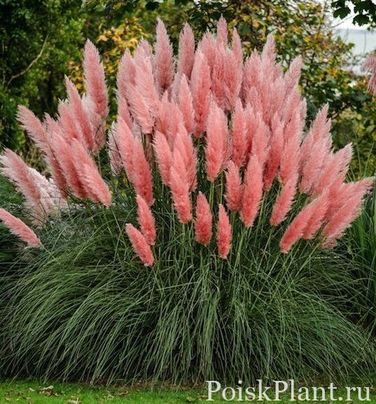 cortaderia-selloana-rosea-pink-pampas-grass