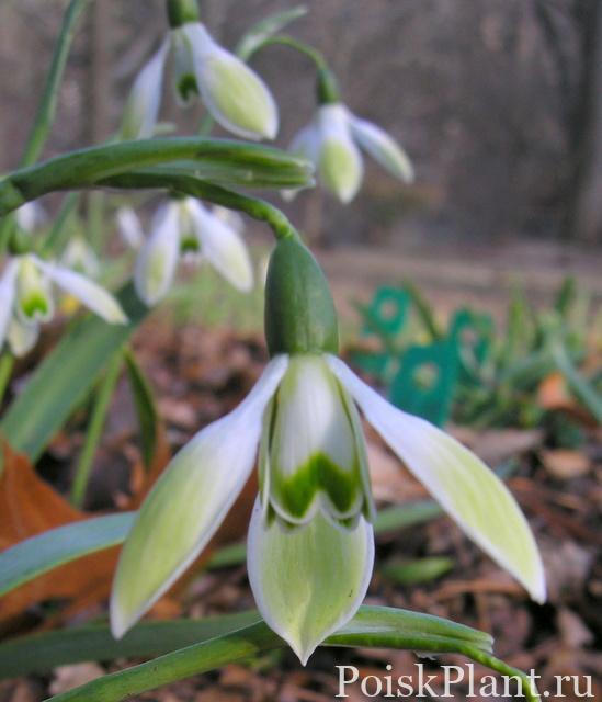 Galanthus ‘Cowhouse Green’