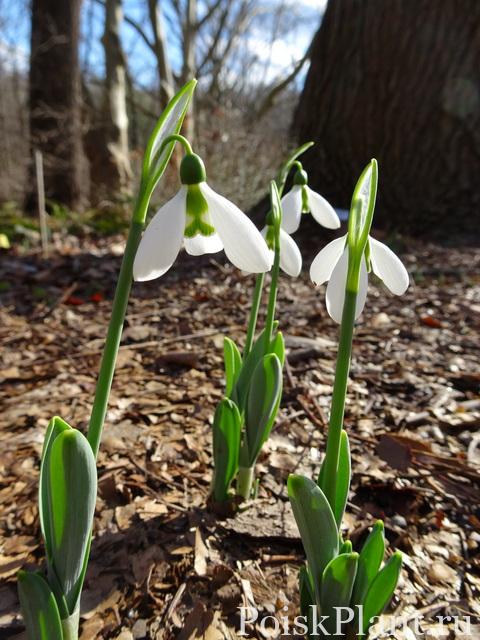 Galanthus Standing Tall