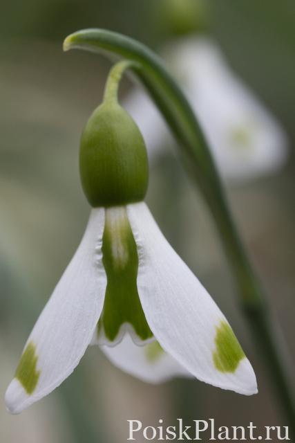 Galanthus The Wizard