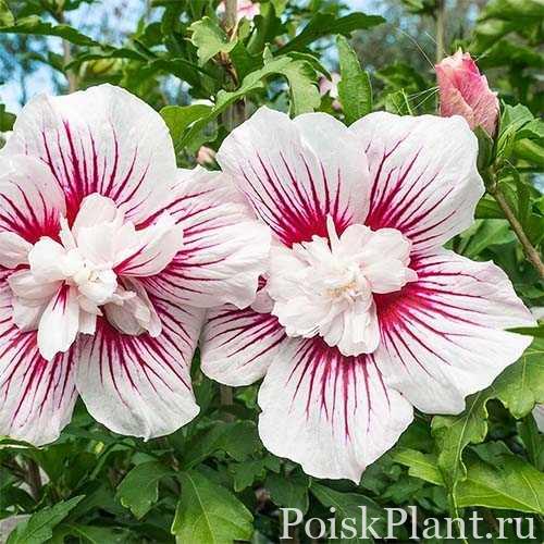 hibiscus-syriacus-starburst-chiffon
