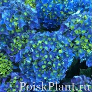 hydrangea-macrophylla-blue-power-02_2