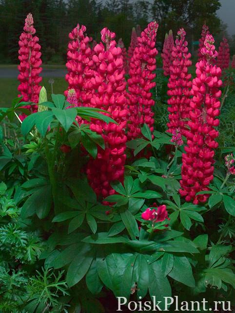 lupin-gallery-red-(lupinus)