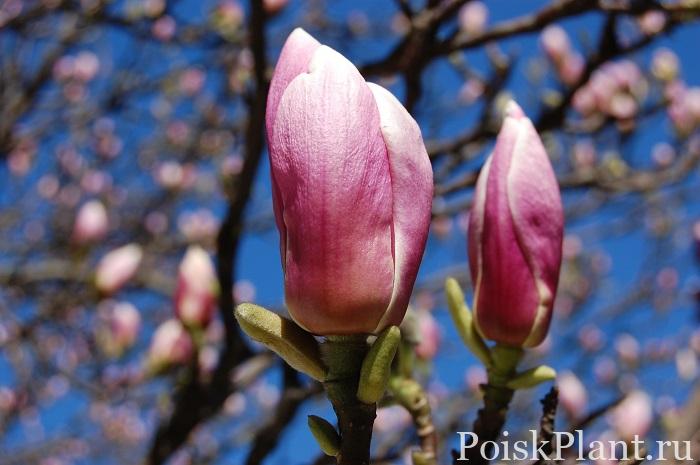 magnolia-soulangiana-flower