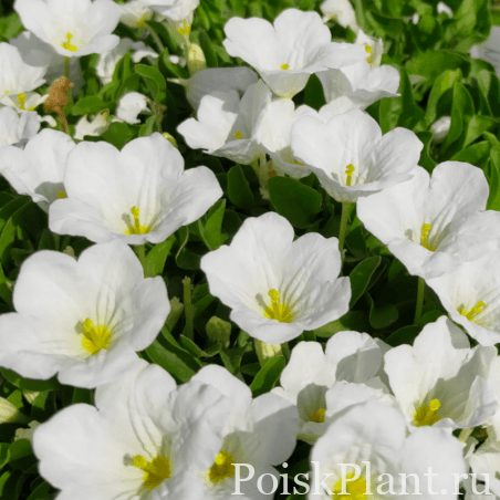 nierembergia-repens-white-cup