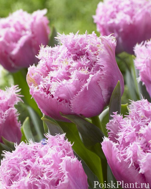tulipa-perth (1)