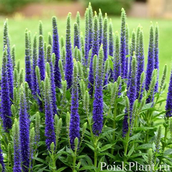 vaste-tuin-planten-Veronica-spicata-Ulster-Blue-Dwarf-1.1
