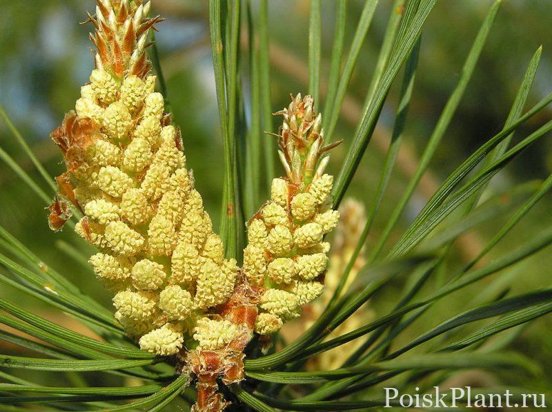 1024px-Pinus_sylvestris_flos_pollen_bialowieza_forest_beentree