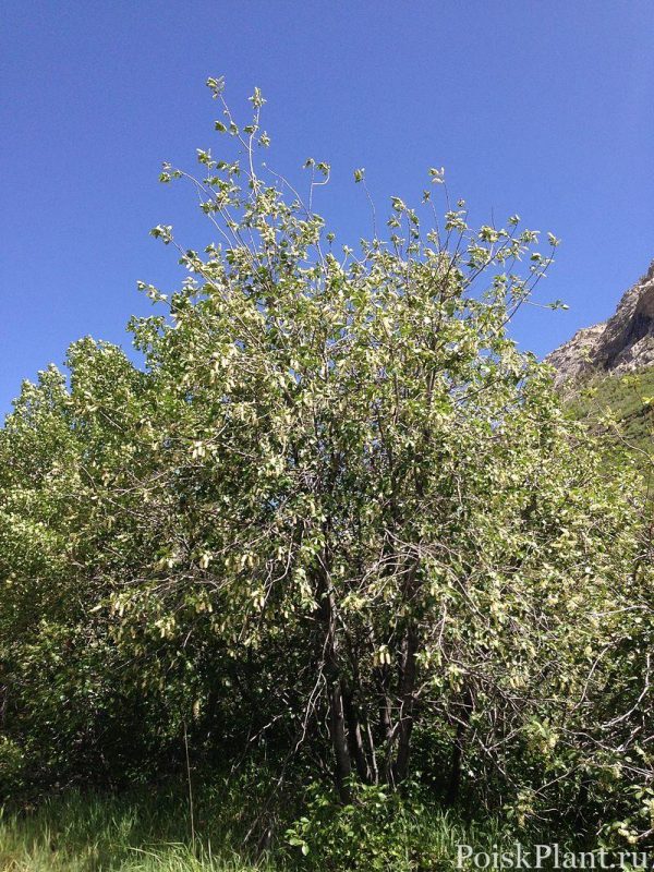 2014-06-13_14_48_01_Choke_Cherries_blooming_along_Lamoille_Canyon_Road_in_Lamoille_Canyon,_Nevada