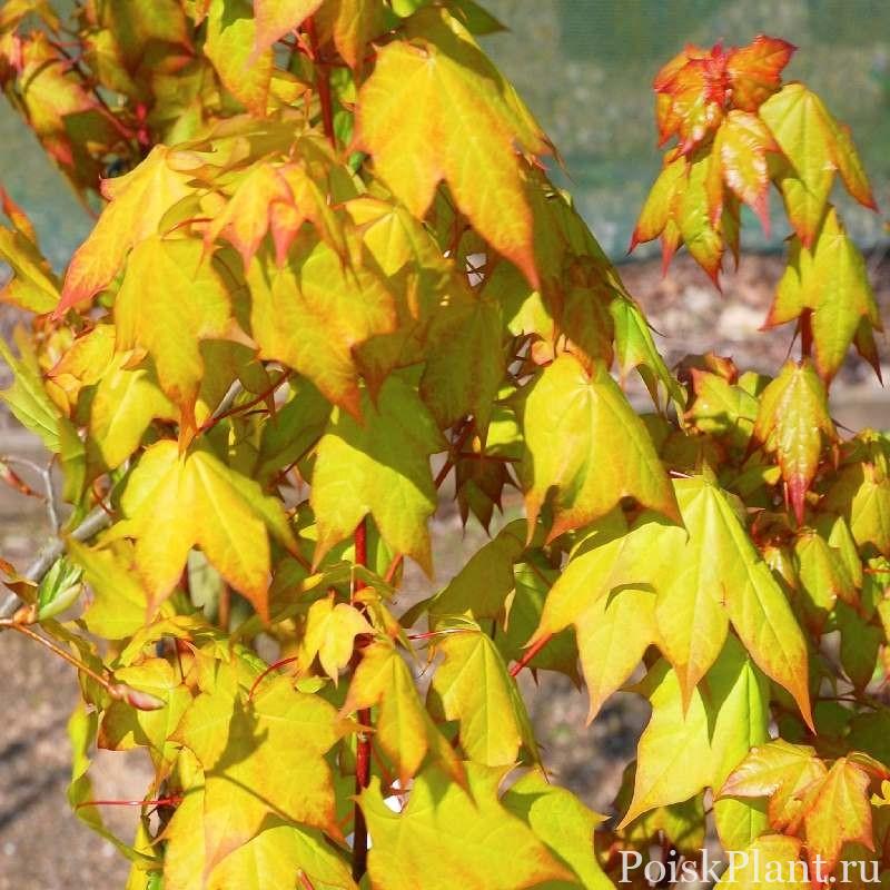 Acer-cappadocicum-Aureum (1)