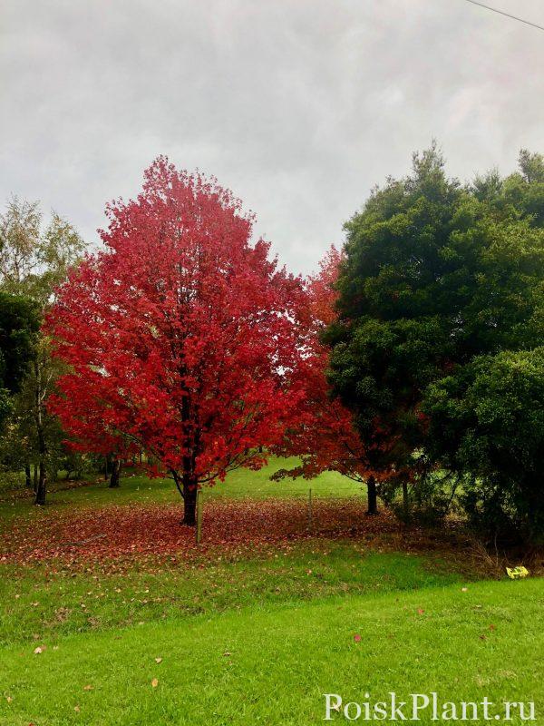 Acer-rugrum-autumn-red-october-glory-Mature-scaled-e1594774155266
