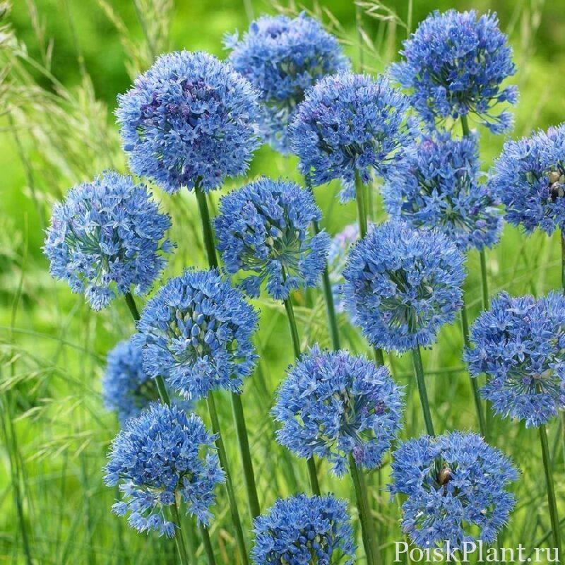 Allium-Bulbs-Small-Blue-Caeruleum-1