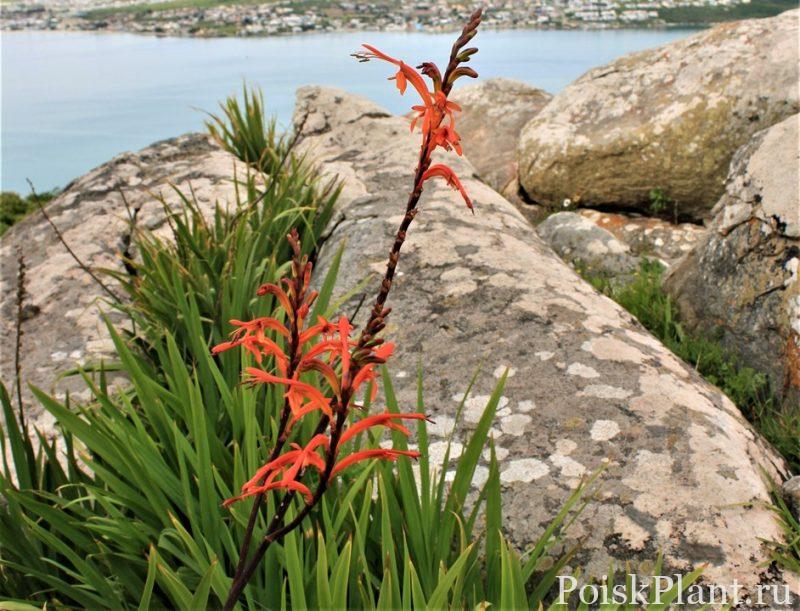 Chasmanthe-floribunda-orange-flowers