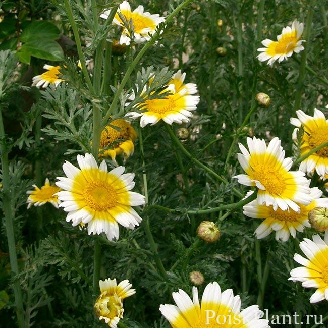 Chrysanthemum-Coronarium-650-650×650