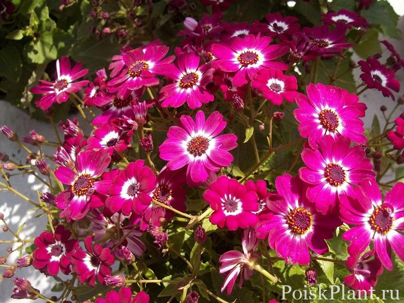 Cineraria-flowers