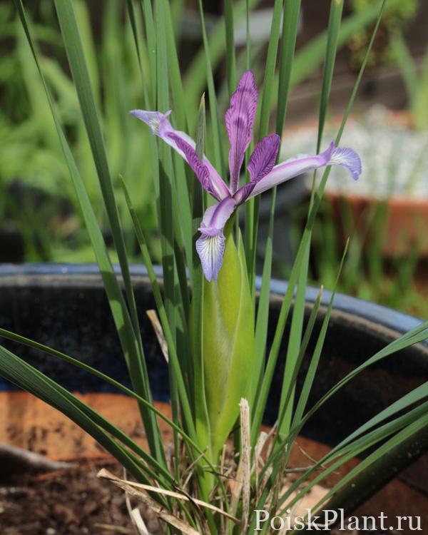 Iris-ventricosa-5