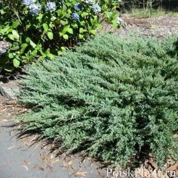 Juniperus-horizontalis-Douglasii