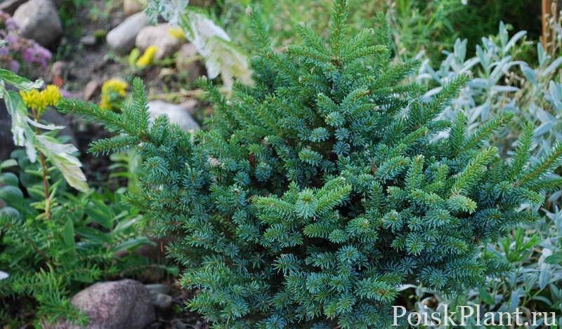 Picea jezoensis Chinese Marl