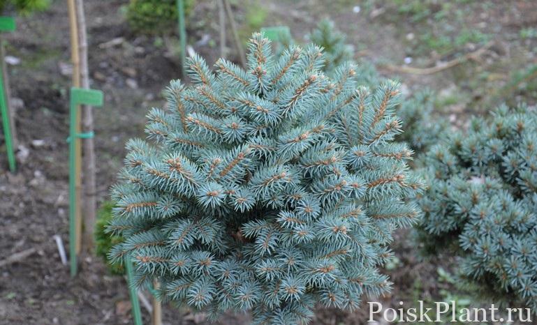 Picea pungens Oliwia-1332594928
