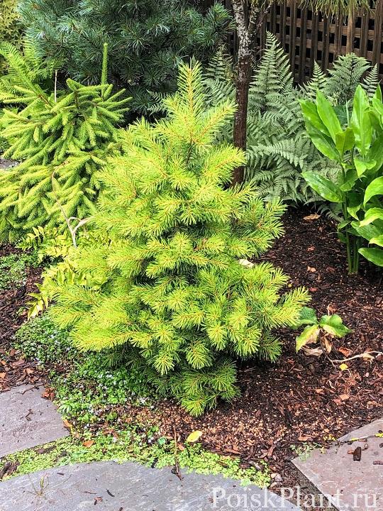 Pinus-sylvestris-Trollguld-3