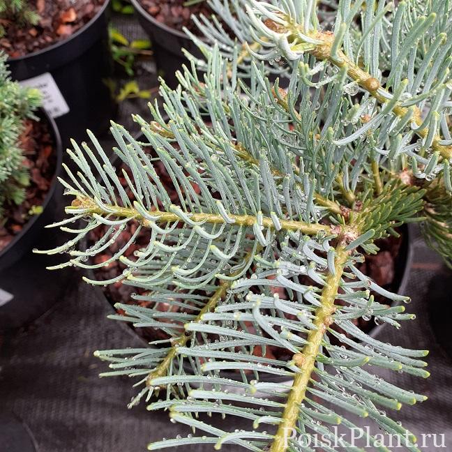 abies-concolor-vio.-prostrate-scaled