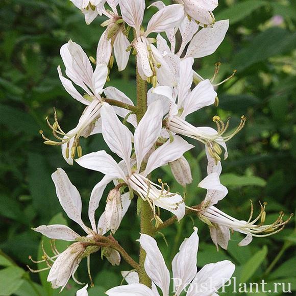 fraxinella-white-gas-plant-dictamnus-albus-7__38870