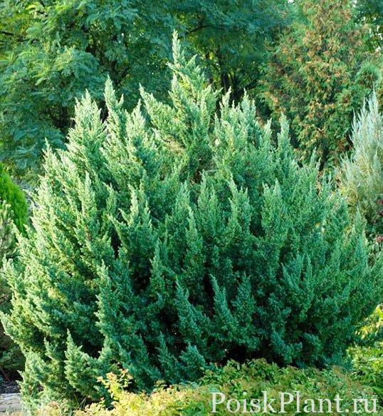 juniperus-chinensis-morach1