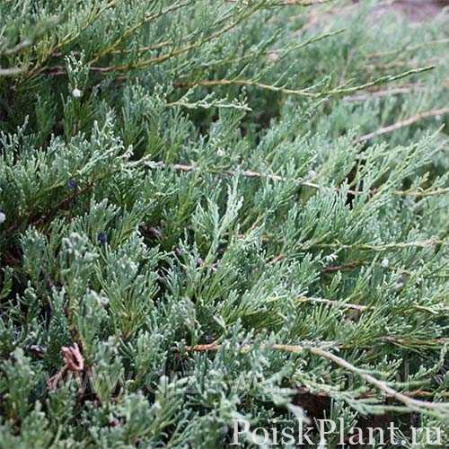 juniperus-horizontalis-glauca