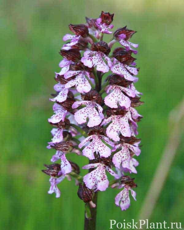 orchis-purpurea1