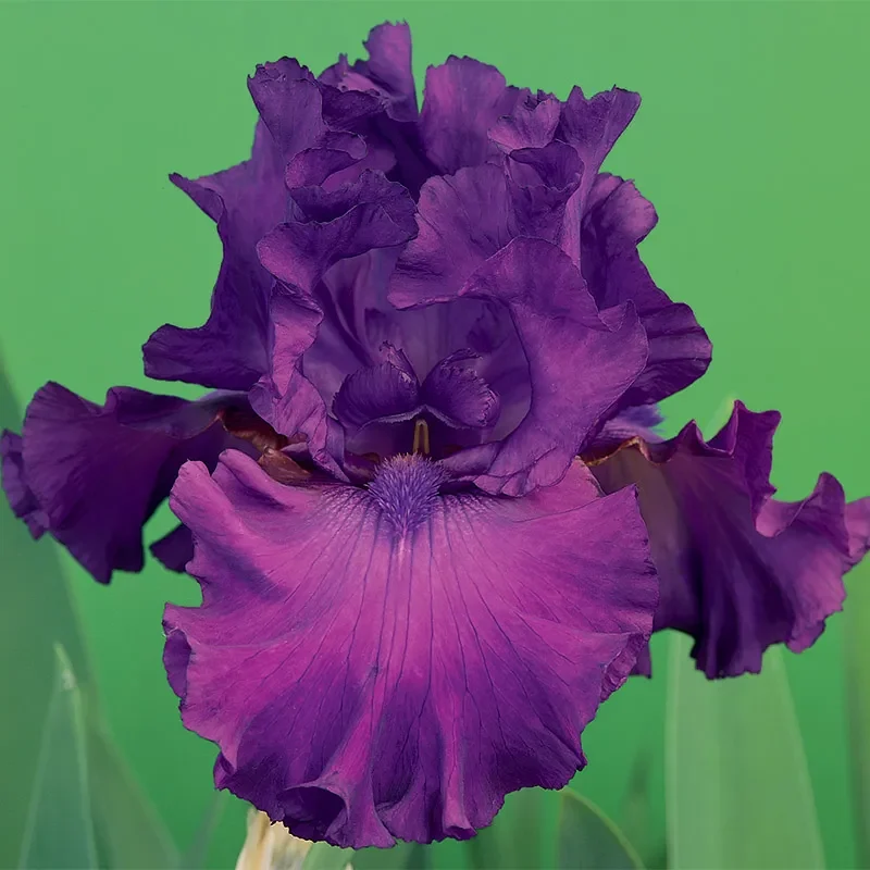swingtown-bearded-iris-purple