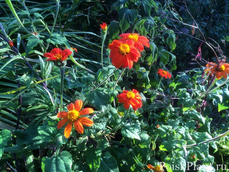 tithonia_rotundifolia_red_torch (1)