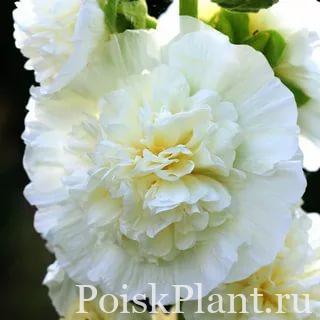 17860_malva-rozovaya-pleniflora-wit