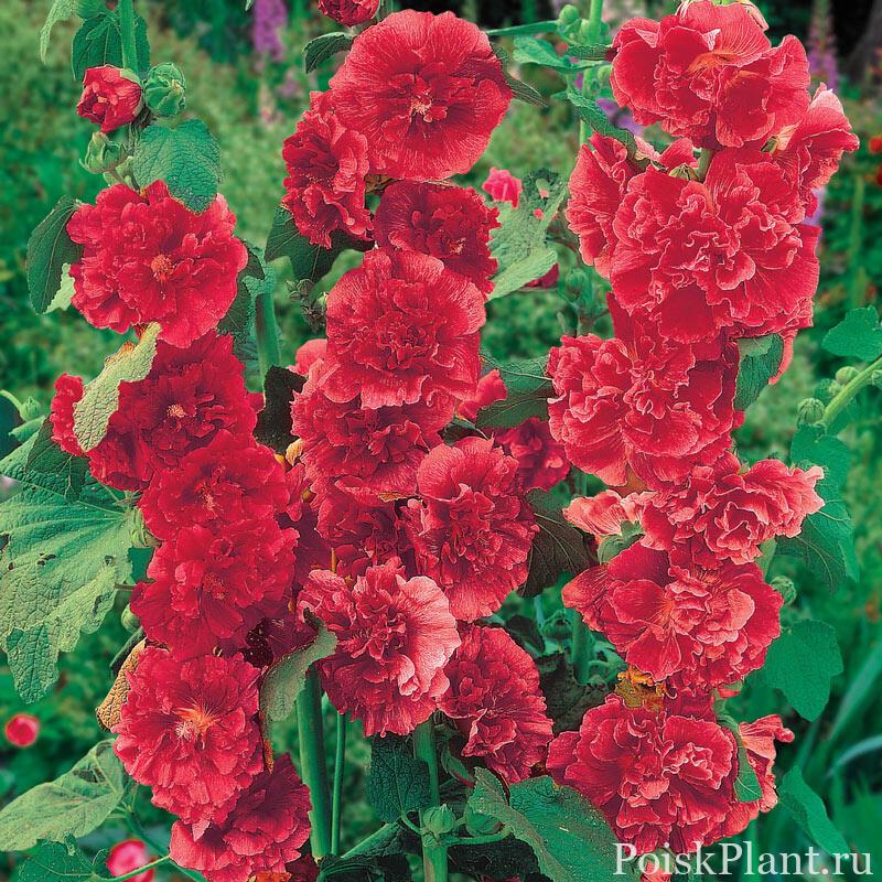 Red Double Hollyhock