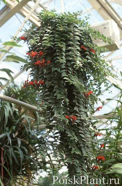 Aeschynanthus-pulcher_myhr_montreal-botanic-gardens