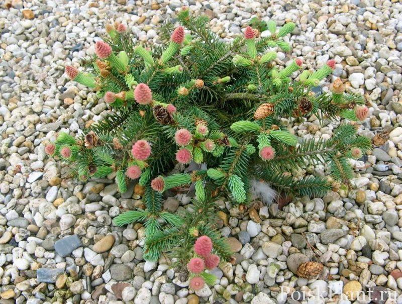 Picea_pungens_Early_