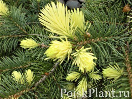 Picea_pungens_Gebell (1)