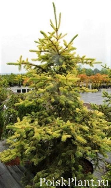 Picea_pungens_Straw-