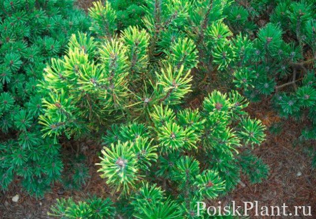 Pinus-pseudopumilio-Orange-Sebastian