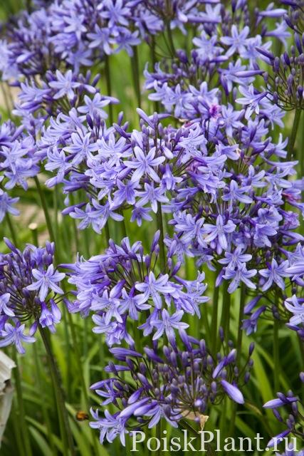 products-agapanthus_happy_blue
