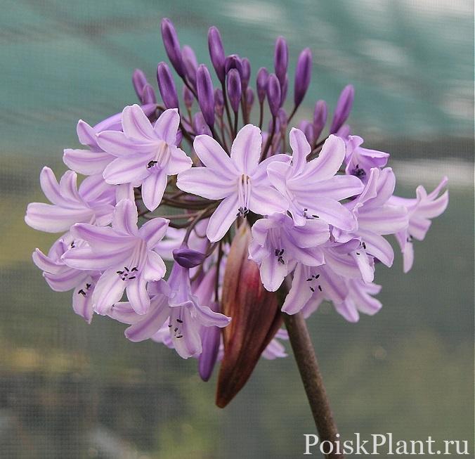 products-agapanthus_maureen
