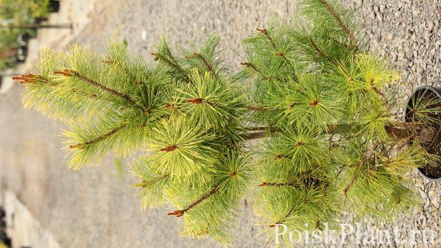 1.-Pinus-densiflora-Aurea