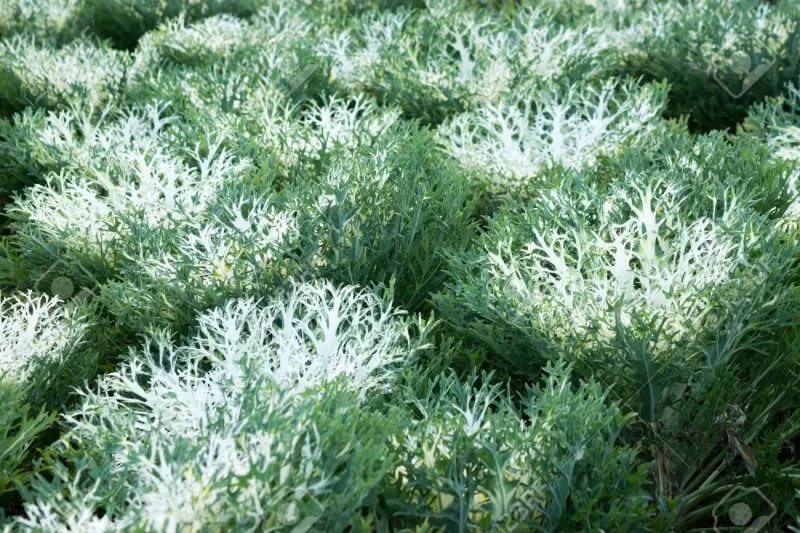 25725721-peacock-white-kale-decoration-cabbage