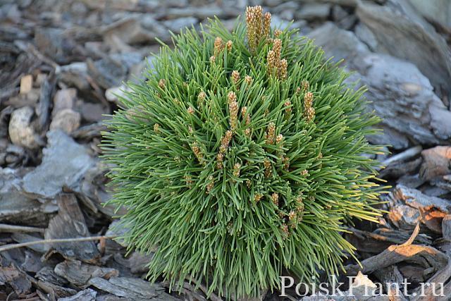 Pinus uncinata Titus-1157602330