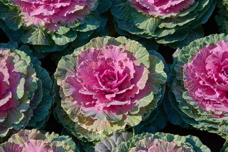 decorative-composition-of-fresh-decorative-brassica-oleracea–variety-pigeon-red–autumn-bouquet–multicolored-decorative-cabbage-in-autumn-botanical-garden–1233121289-3090e9ab4df146a5bb31f642a3669cc4